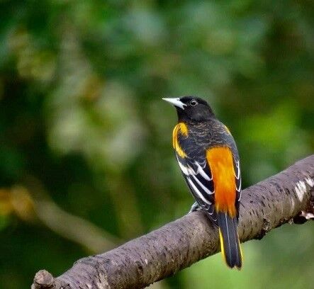 Baltimore Oriole Winter Survey